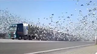 IDIOTS On Trucks 1 part   Compilation Videos Overloaded Trucks 2017   Fails Trucks   Tipping Truck