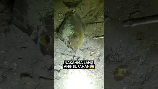 Jackpot ng Surahan😱🤩😍 #nightspearfishing #shorts #Unicornfish #DaveAmigoTV