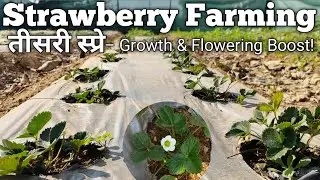 Strawberry Farming&ndash;तीसरी NPK 19:19:19 स्प्रे | December Plantation Update|Spray Schedule #strawberry