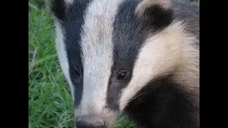 Moss Wildlife Watch Live Badgers Camera
