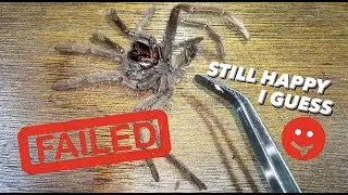 HOW TO s3x a Male Tarantula GONE WRONG ~ I was Dumb and Suffering now | Maybe next time ..