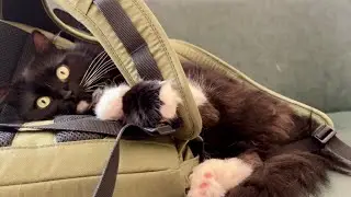 Cats battle for daddy's backpack パパのリュックの上に座る権利を争う猫姉妹