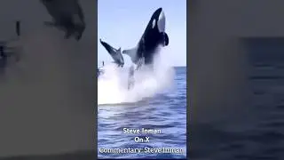 Steve Inman Classic Commentary. #funny #animals #Ludicrous