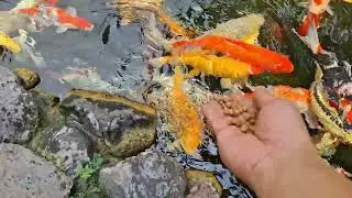 Tidak di sangka kolam ini banyak ikan besar ikan mas koi ikan hias warna warni guppy lelealbino 