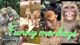 new funny Monkey Compilation | funny animals life