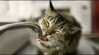Dramatic Thirsty Cat