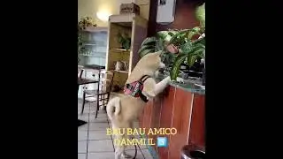Funny but smart animals