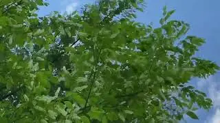 Worldwide flowers