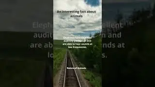 Elephants have excellent... #animals #adorableanimals #beautiful #relaxing #animals_in_world