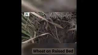 "Elevated Wheat: Benefits of Raised Bed Farming"
