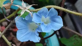 Collect and Grow Morning Glory Seeds!