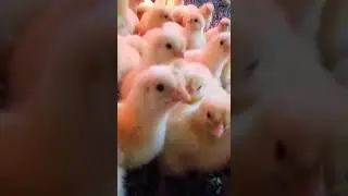 17.02.18 realfeed