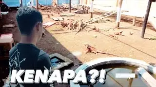 INI ALASAN AKU KELUAR DARI ZILLALAND!