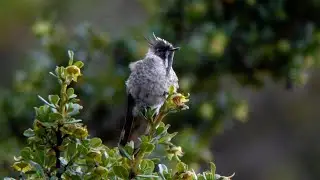 Blue-bearded Helmetcrest Expedition