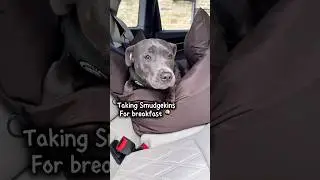 How would YOU react if you saw Smudgekins walked into your local caf&eacute;? #bluestaffypuppy #staffypuppy