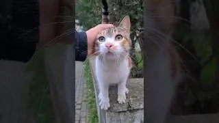 The cutest street cat in the world.
