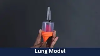 Lung Model | DIY Science | ThinkTac
