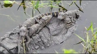 ALLIGATOR BABIES 