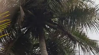 ತೆಂಗಿನ ಮರದ ವಿವರಣೆ ಕನ್ನಡದಲ್ಲಿ #subscribe #viralvideo #ಕನ್ನಡ #forming 
