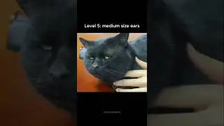 cats but their ears getting bigger each time 😍