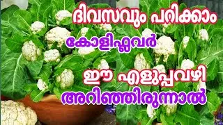 തണ്ടിൽ നിന്നും തൈകൾ ഉണ്ടാക്കിയാൽ വിളവ് എടുത്തു മടുക്കും Vegetable Gardening tips