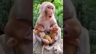 baby monkey sucking #help #hanuman #monkey #shorts #vlog
