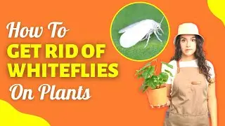 How To Get Rid Of Whiteflies On Plants?? Easy And Effective Remedies