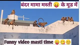 Monkey family video।। Animal video।। Discovery video।। बंदर मामा का परिवार।। Viral video 