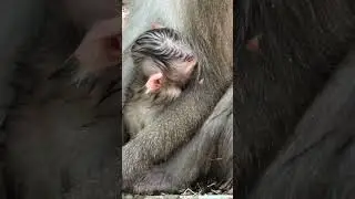 Baby Monkey's First Big Jump Adventure!