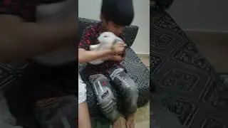 love time #youtubeshorts #animal #pet #bunny #farming #love #viral #song