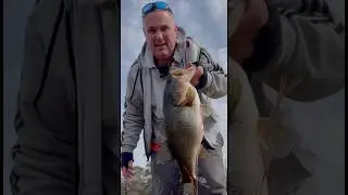 7.3lb largemouth cast to catch. PB!  #bassfishing #fishing #bankfishing #siebertoutdoors #dobynsrods