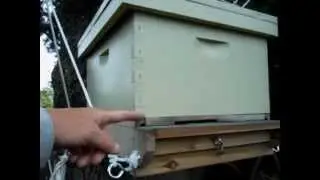 MishasBees 042312.MOV