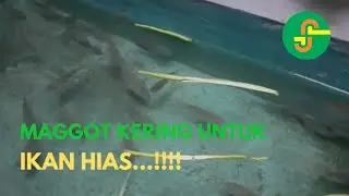 MAGGOT KERING UNTUK PAKAN IKAN NILA