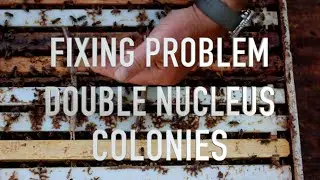 Fixing Problem Double Nucleus Colonies