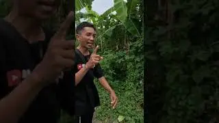 Tanah kavling murah di Tabanan Bali #tanahmurah #tabananbali #tabananproperty #tanahkavling #viral