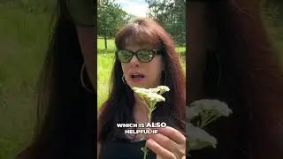 Yarrow Benefits & Uses
