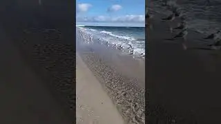 Golden Morning by the Sea | Seagulls in the Sunlight