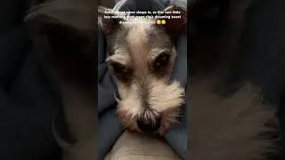 This rare lazy moment is just so heart-melting. 💕😴#puppy #cute #pets #dogs #dogs #health #happy