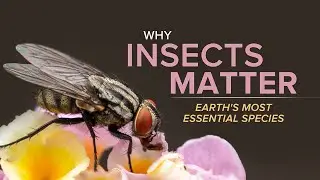 Why Insects Matter&mdash;Earth's Most Essential Species | Wondrium Trailers