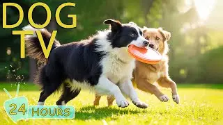 DOG TV: Best Video Entertain & Anti-Anxiety for Dogs to Watch When Alone - Sothing Music for Dogs
