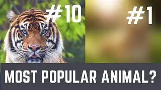 Top 10 Most Popular Animals According to Instagram