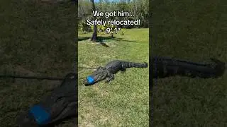 You never know whats lurkin in your backyard pond&hellip;😳😬🐊