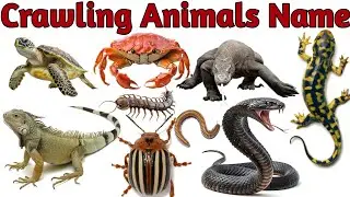 Top 25 Crawling Animals Names with Real Sounds & Pictures |Learn Creepy Crawlers for Kids in English