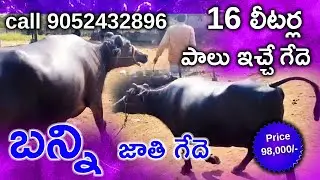 16 లీటర్ల పాలు ఇచ్చే బన్ని జాతి గేదె Banni bull Mother Milk capacity 16 litres call 9052432896