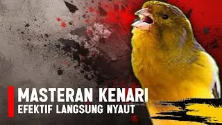 KENARI GACOR PANJANG Rol Rapat EMOSI Cuit cuit Ngerol cocok untuk Masteran Murai Batu Full Isian 