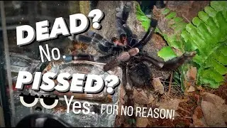 Some ARBOREAL tarantulas like being TERRESTRIAL too !!!