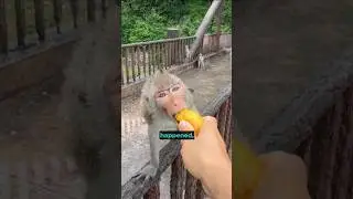 Monkey is lucky #shorts