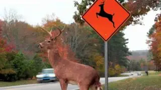 Please Move The Deer Crossing