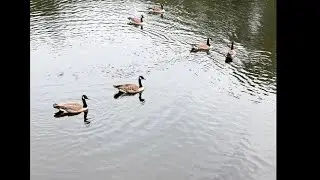 Geese are as happy as they can be