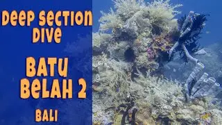 Batu Belah Bali: Alien World Dive! 15 Min Deep Highlights &ndash; Weird Sponges